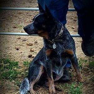 Meet your Posher, Ginger